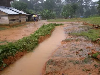 Water moving through a planted water-harvesting swale during rainfall in Sumatra